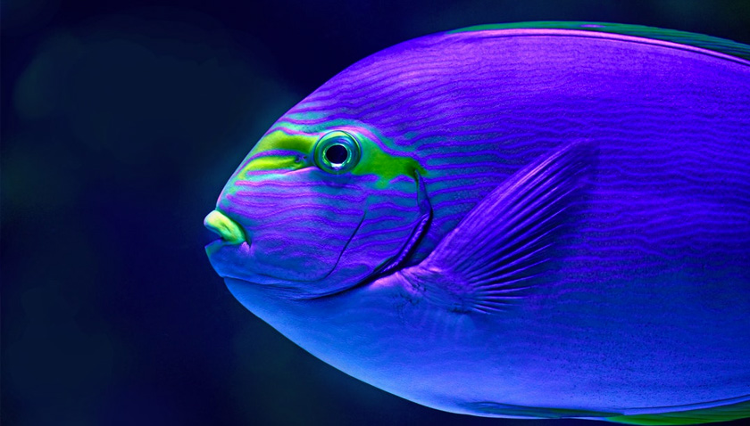 Akvaryumun Büyülü Dünyasına Kısa Bir Yolculuk Yaptık